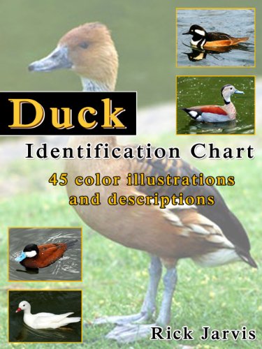 Duck Species Identification Chart