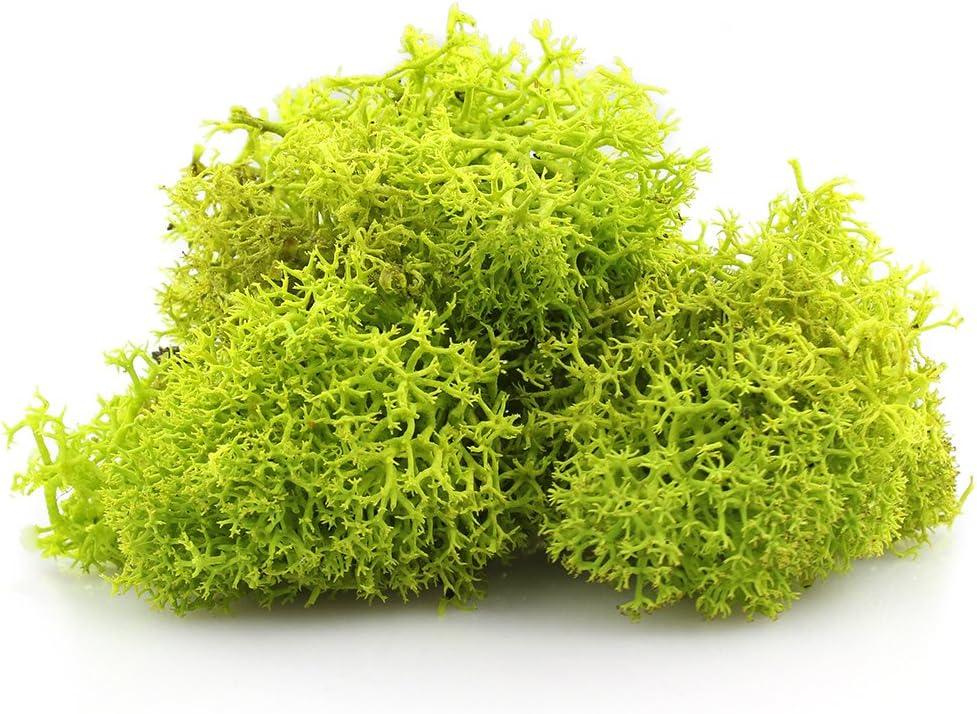 Amazon Com 1 Lb Bright Preserved Reindeer Moss Indoor Outdoor For Potted Plants Terrariums Fairy Gardens Arts And Crafts Or Floral Decor Design Chartreuse Chartreuse Arts Crafts Sewing