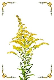 Goldenrod (2022)