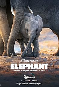 Primary photo for Elephant