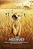 Primary photo for The Meerkats