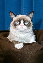 Grumpy Cat