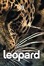 Leopard (2011)