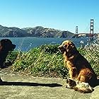 Sally Field, Sinbad, and Ralph Waite in Homeward Bound II: Lost in San Francisco (1996)