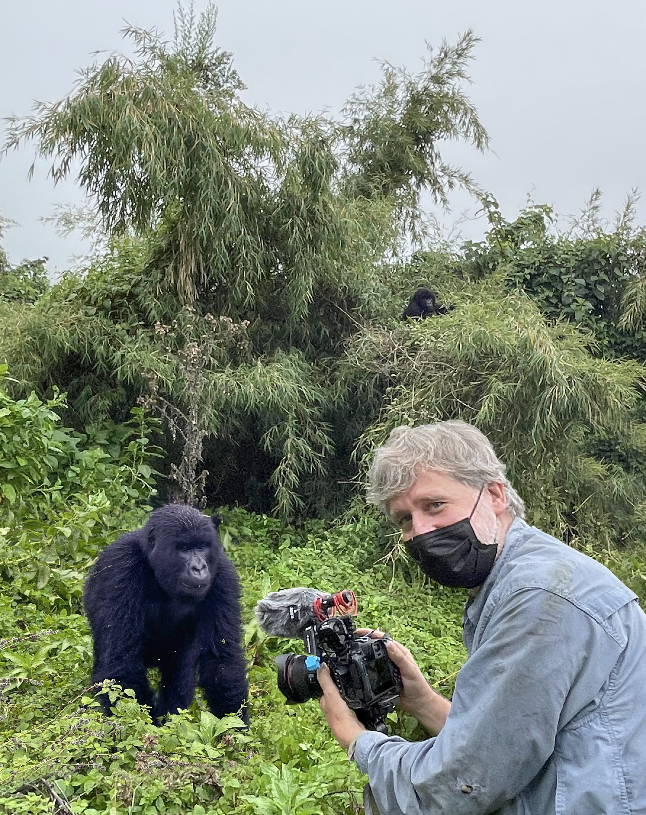 Andy with mountain gorilla