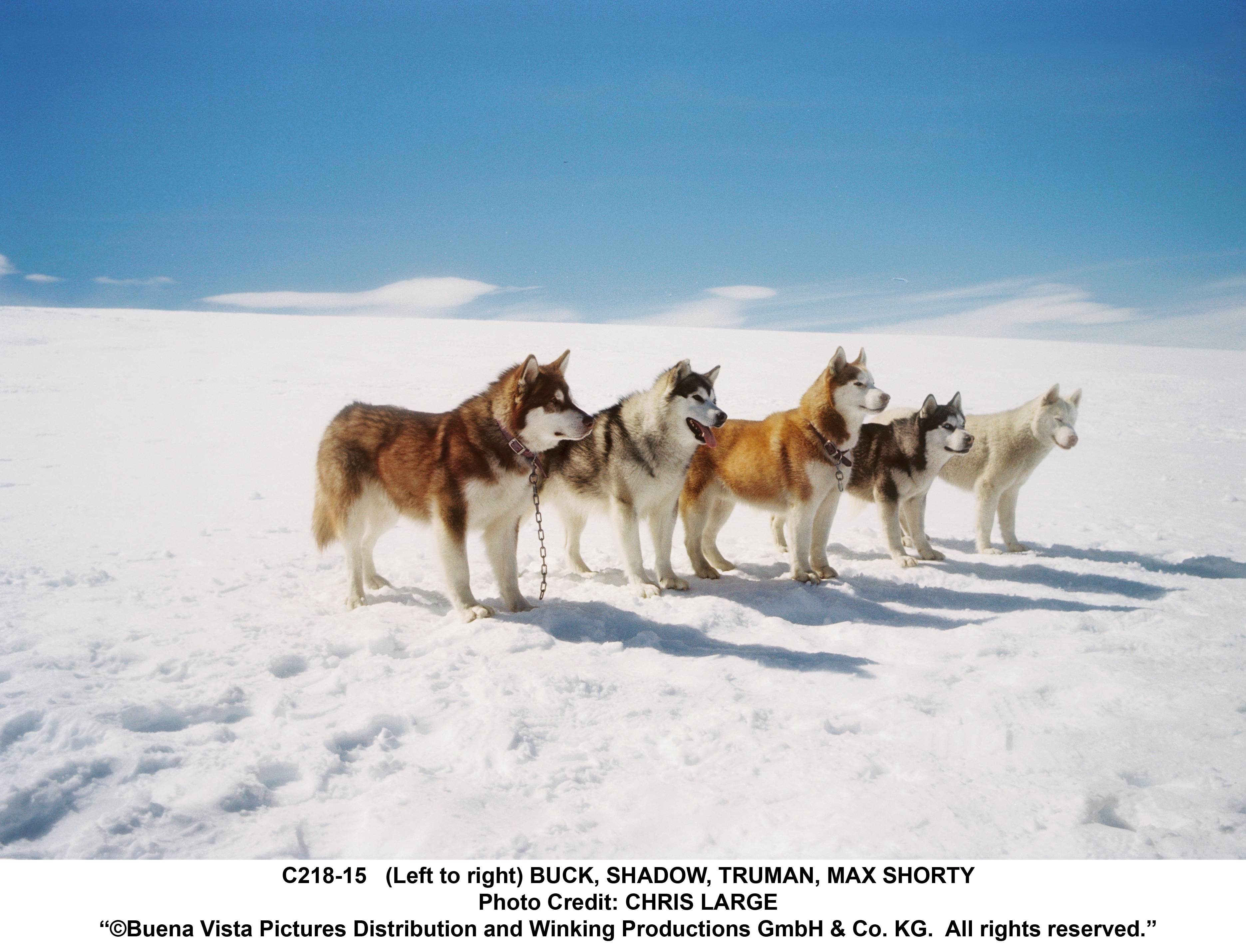 Buck in Eight Below (2006)