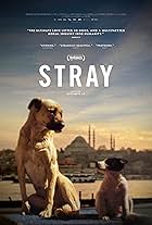 Stray (2020)