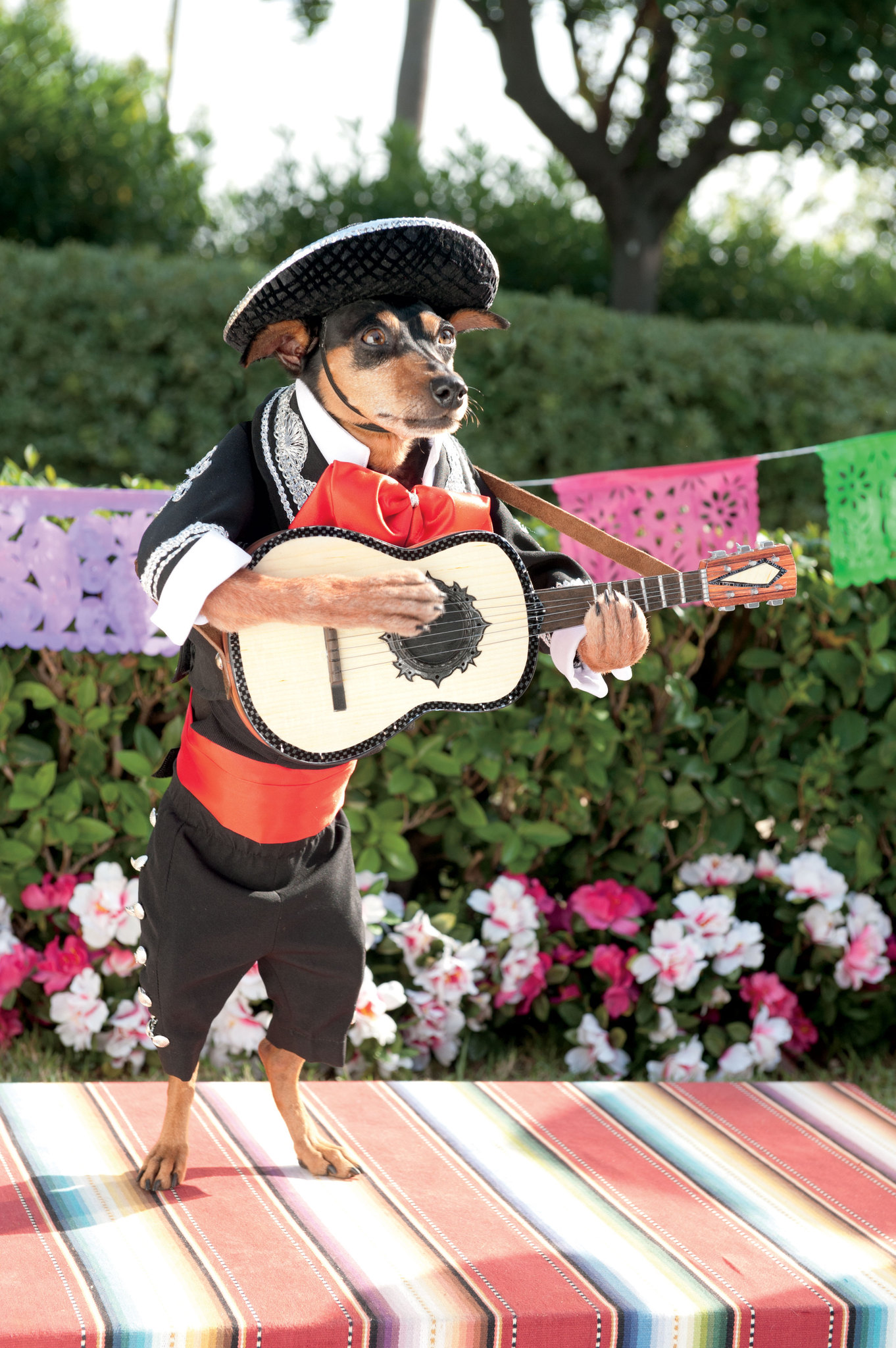 Beverly Hills Chihuahua 3: Viva La Fiesta! (2012)