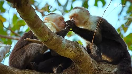 Showcases rare footage of animal behaviors across 77 species in 24 countries, highlighting their intelligence and adaptability through pivotal life moments like birth, raising families, and finding food.