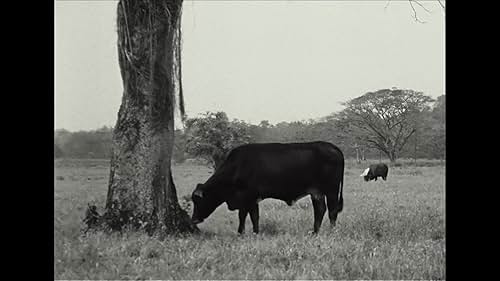 A voice that claims to be from a hippopotamus. A voice that doesn't understand the perception of time. Pepe, the first and last hippo killed in the Americas, tells his story with the overwhelming orality of these towns.