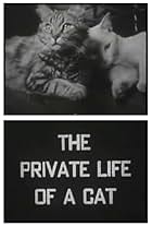 The Private Life of a Cat