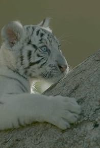 Primary photo for The Tiger in the White