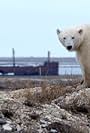 Life in Polar Bear Town with Gordon Buchanan (2016)