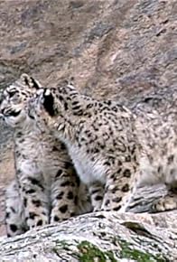 Primary photo for Snow Leopard: Beyond the Myth