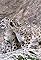 Snow Leopard: Beyond the Myth's primary photo