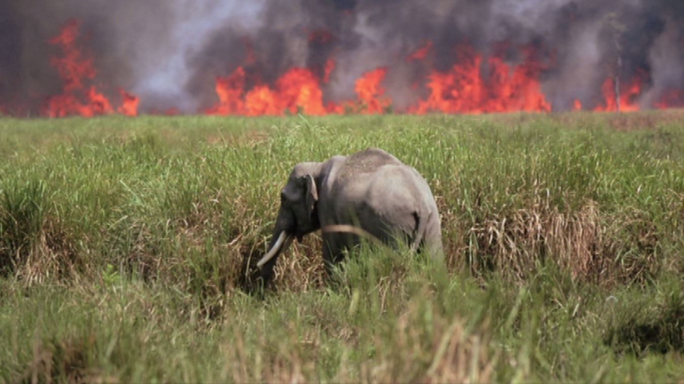 An Apology to Elephants (2013)