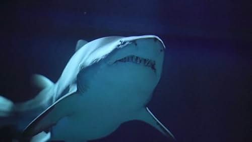 In the wake of blockbuster classic Jaws, a new subgenre was born. This new documentary explores the weird, wild cinematic legacy of sharks on film and the world's undying fascination.