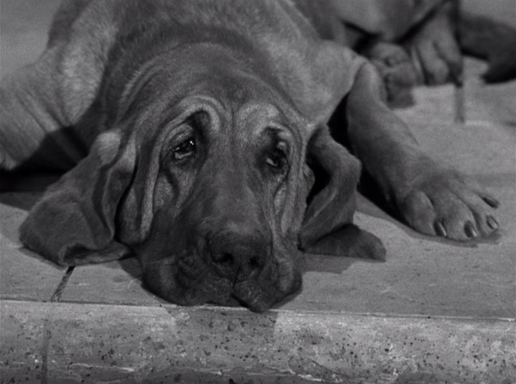 Duke in The Beverly Hillbillies (1962)