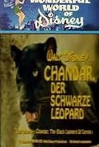 Chandar, the Black Leopard of Ceylon