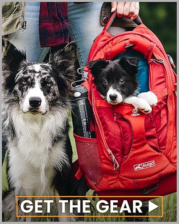 Older dog next to it&#39;s puppy sister in a kurgo backpack carrier