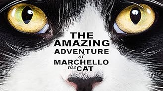 The Amazing Adventure of Marchello the Cat