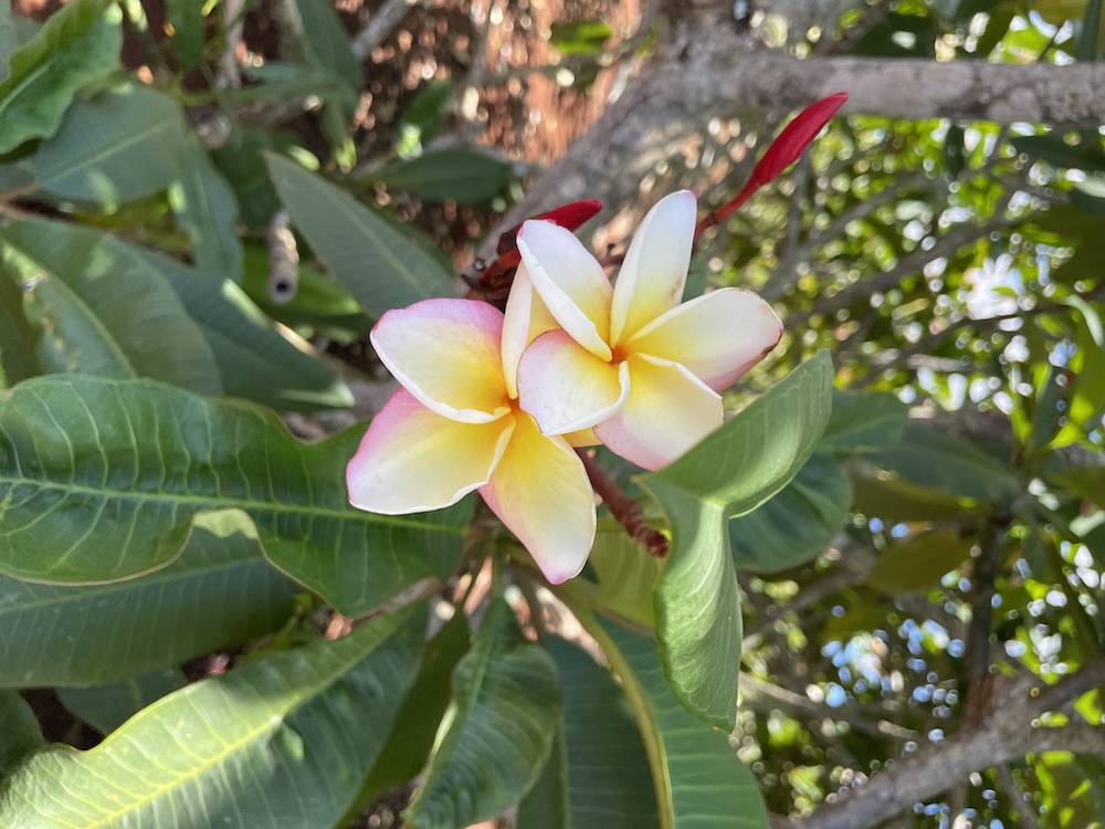 Plumerias at Little Plumeria Farms on Oahu