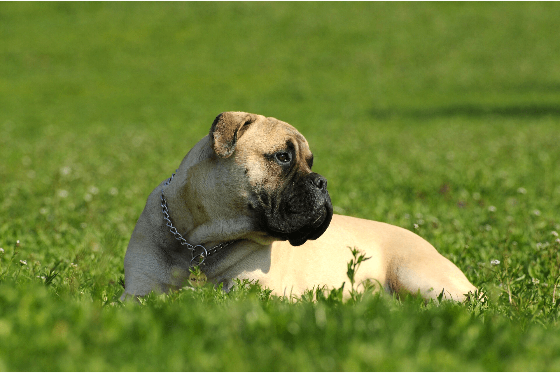 Are Bullmastiffs Good Guard And Protection Dogs? - Mastiff Web