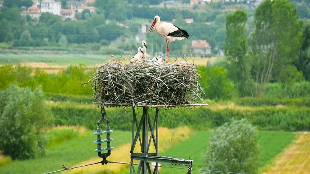 La protezione dell'avifauna passa anche dalla rete elettrica di distribuzione