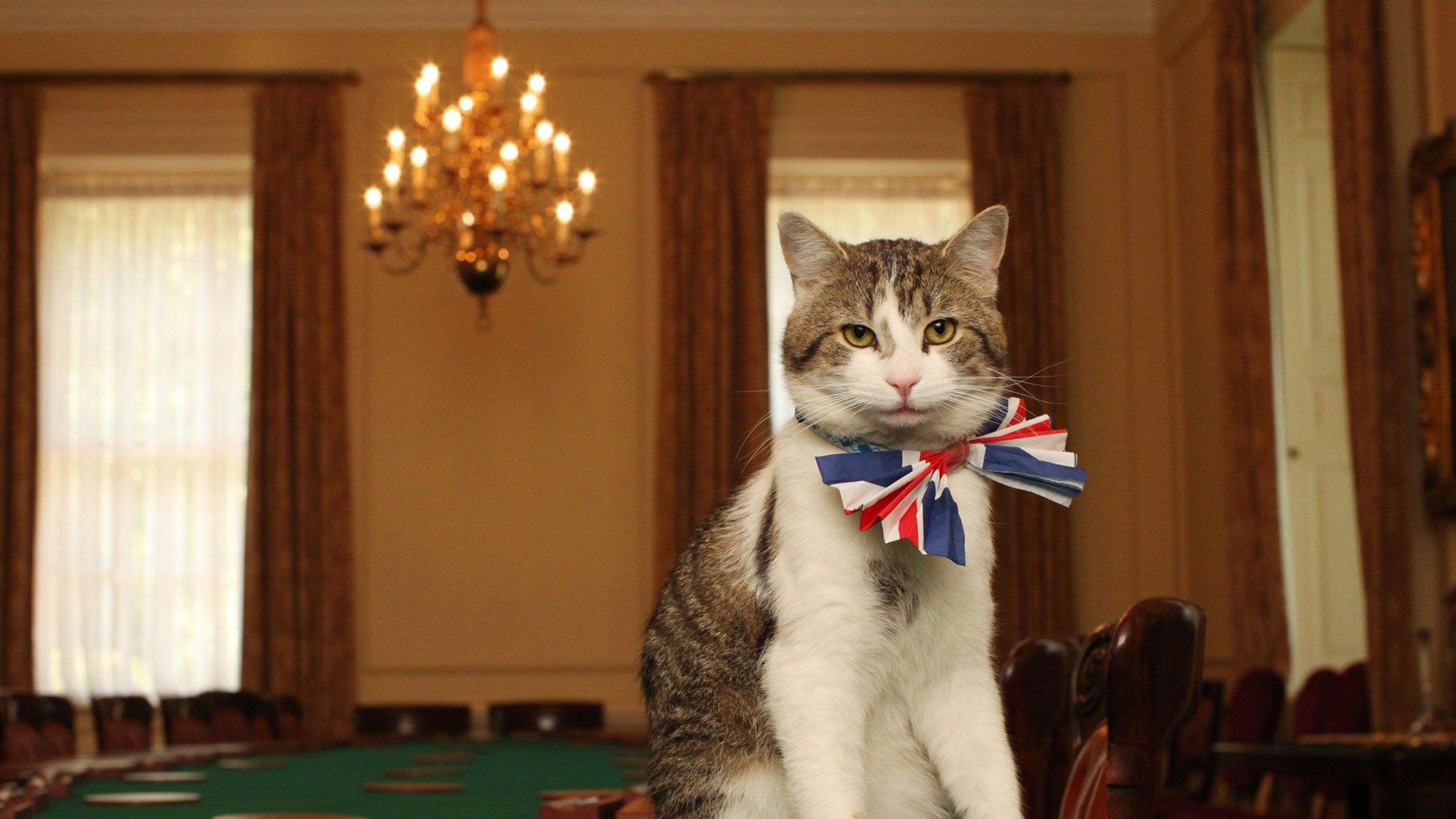 Larry The Cat biografia ruolo e successo del gatto di Downing Street