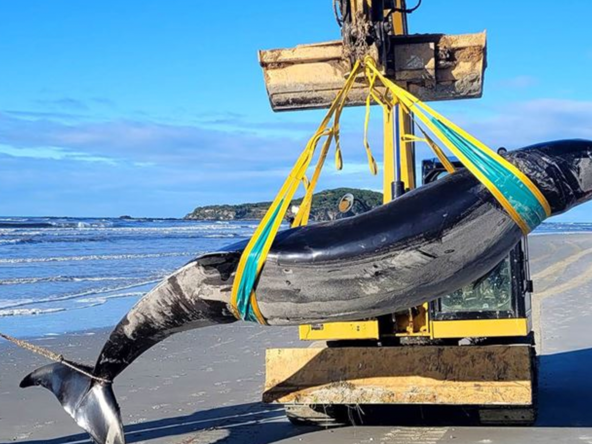 Forse abbiamo trovato una specie rara di balena