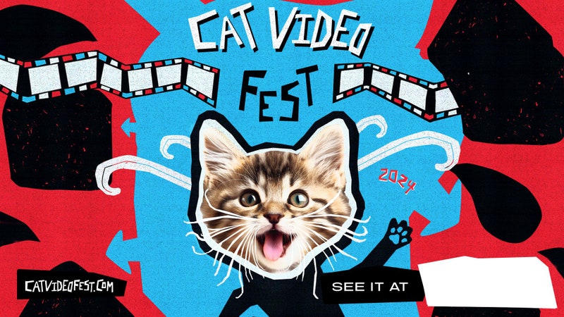 Esiste un festival cinematografico interamente dedicato ai gatti