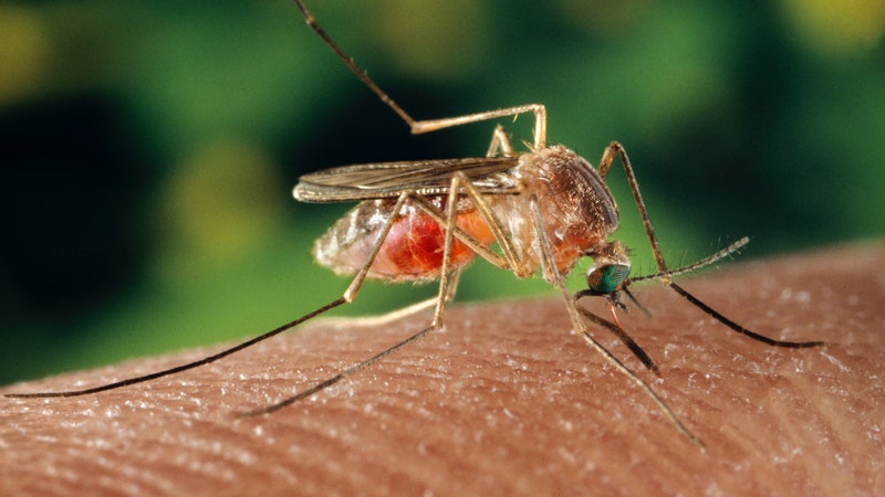 Facciamo il punto sui casi di West Nile in Italia