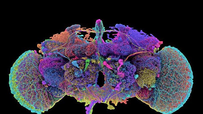 È stato mappato per la prima volta l’intero cervello di un moscerino della frutta