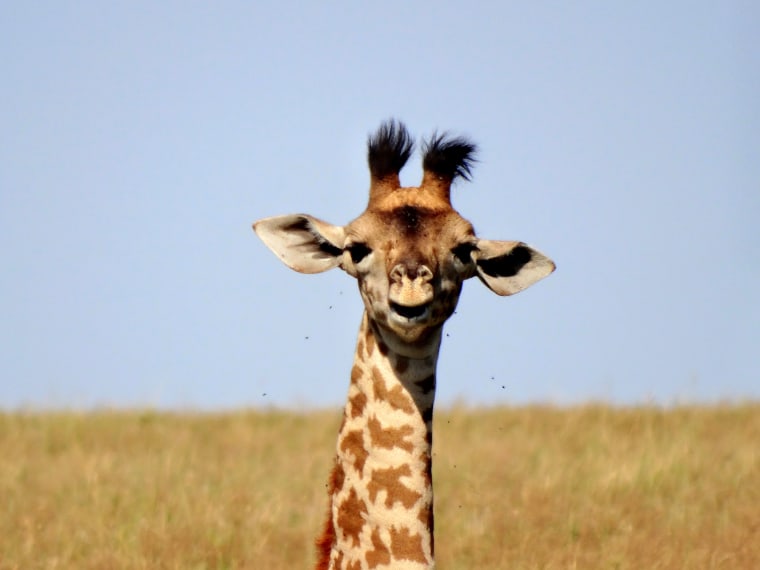 giraffe looking directly at camera.