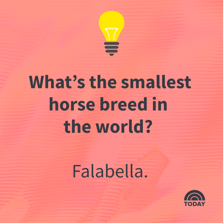 Animal Trivia