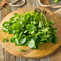 Raw Green Organic Living Watercress