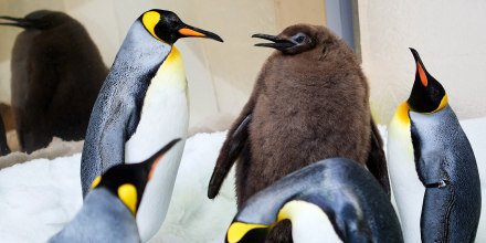 A handout photo taken on September 3, 2024 by Sea Life Melbourne and released on September 25, 2024 shows Pesto, a nine-month-old penguin chick, in Melbourne.