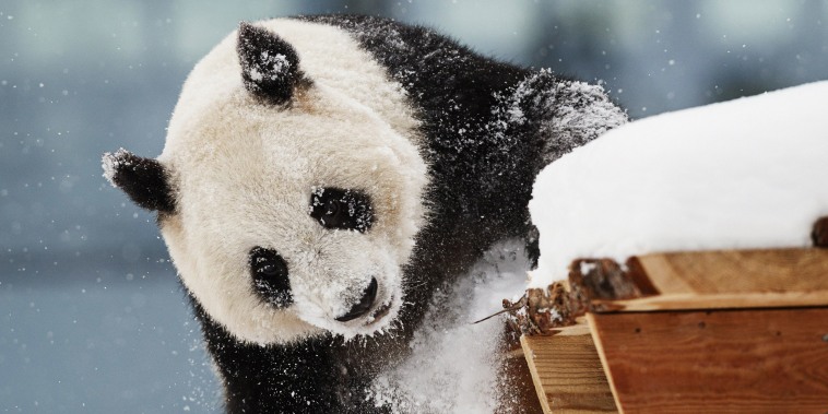 FINLAND-ZOO-ANIMALS-GIANT PANDA-FEATURE