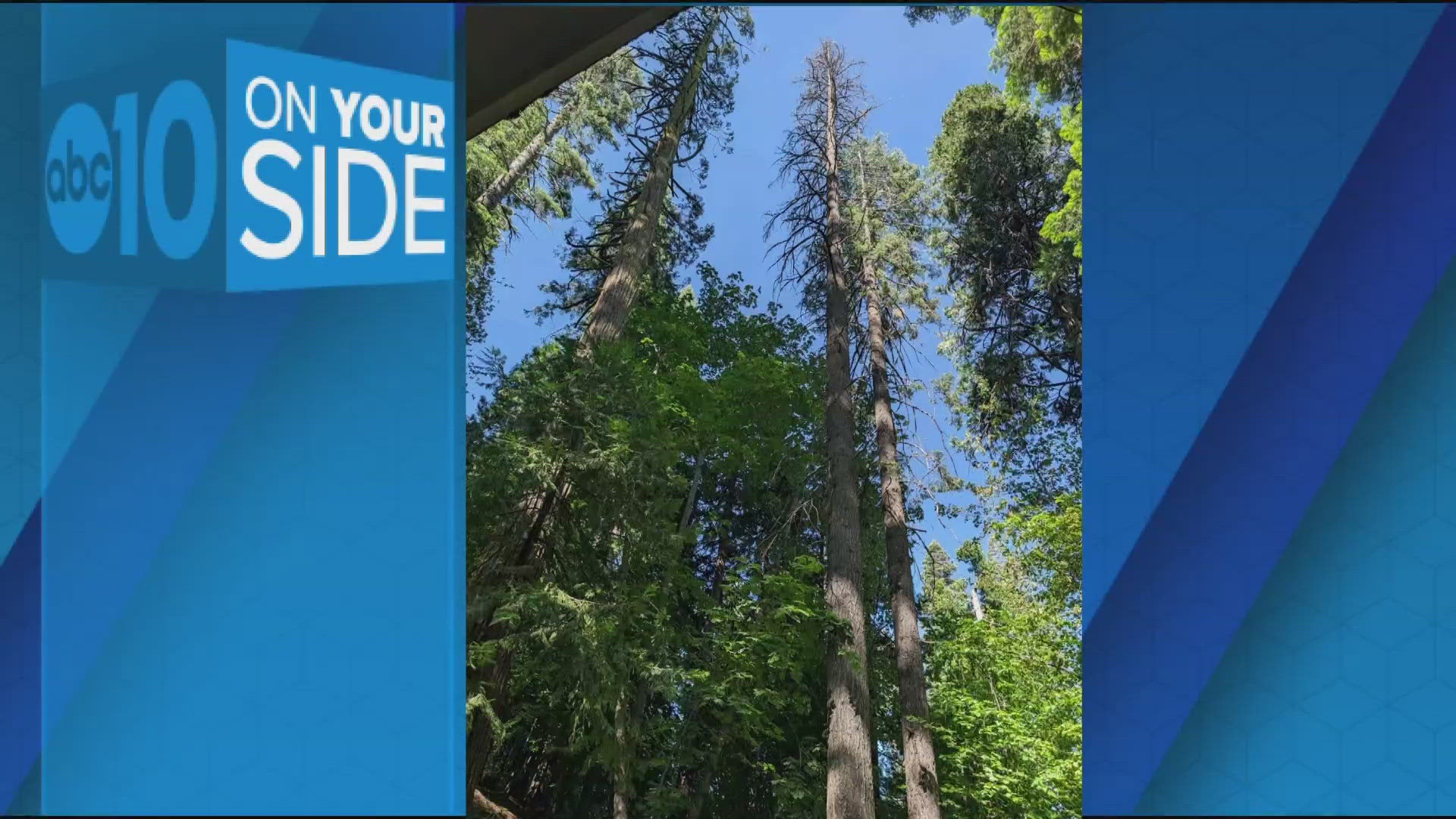 10 On Your Side helps family with tree removal