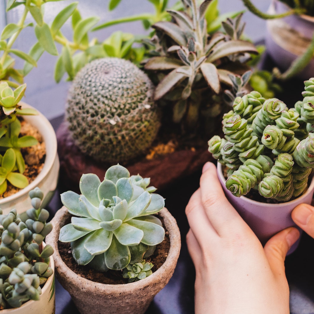 9 plantas para absorber la energía negativa en casa