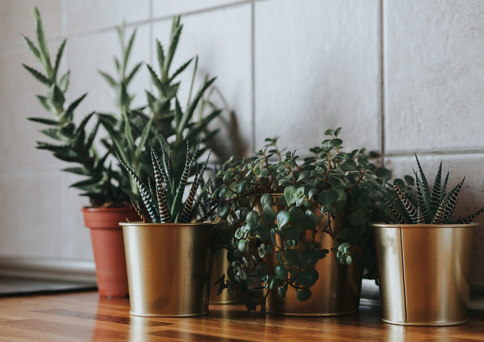 Cómo cuidar a las suculentas 9 consejos para el cuidado de tus plantas