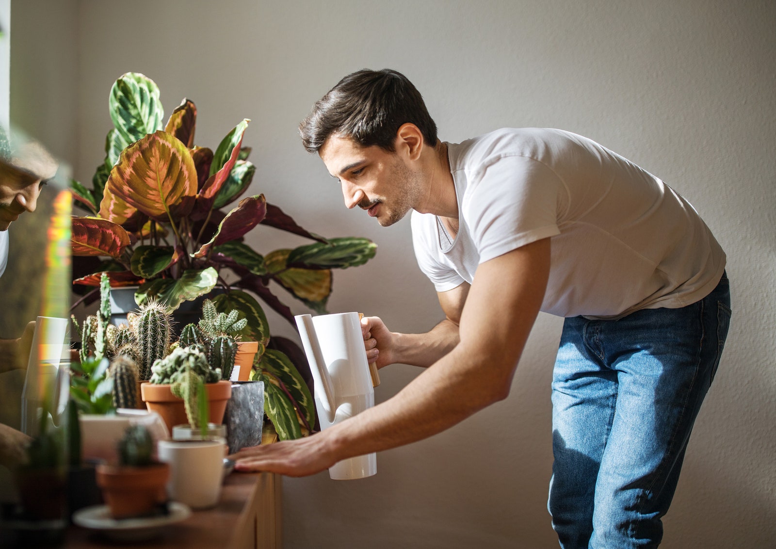 Cómo cuidar a las suculentas 9 consejos para el cuidado de tus plantas