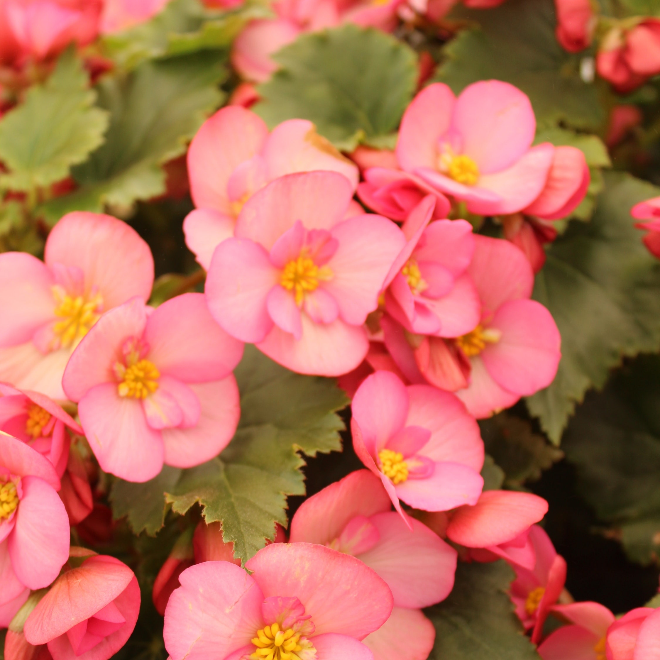 Begonia tuberosa, la flor que necesitas en tu casa para darle color a tus espacios