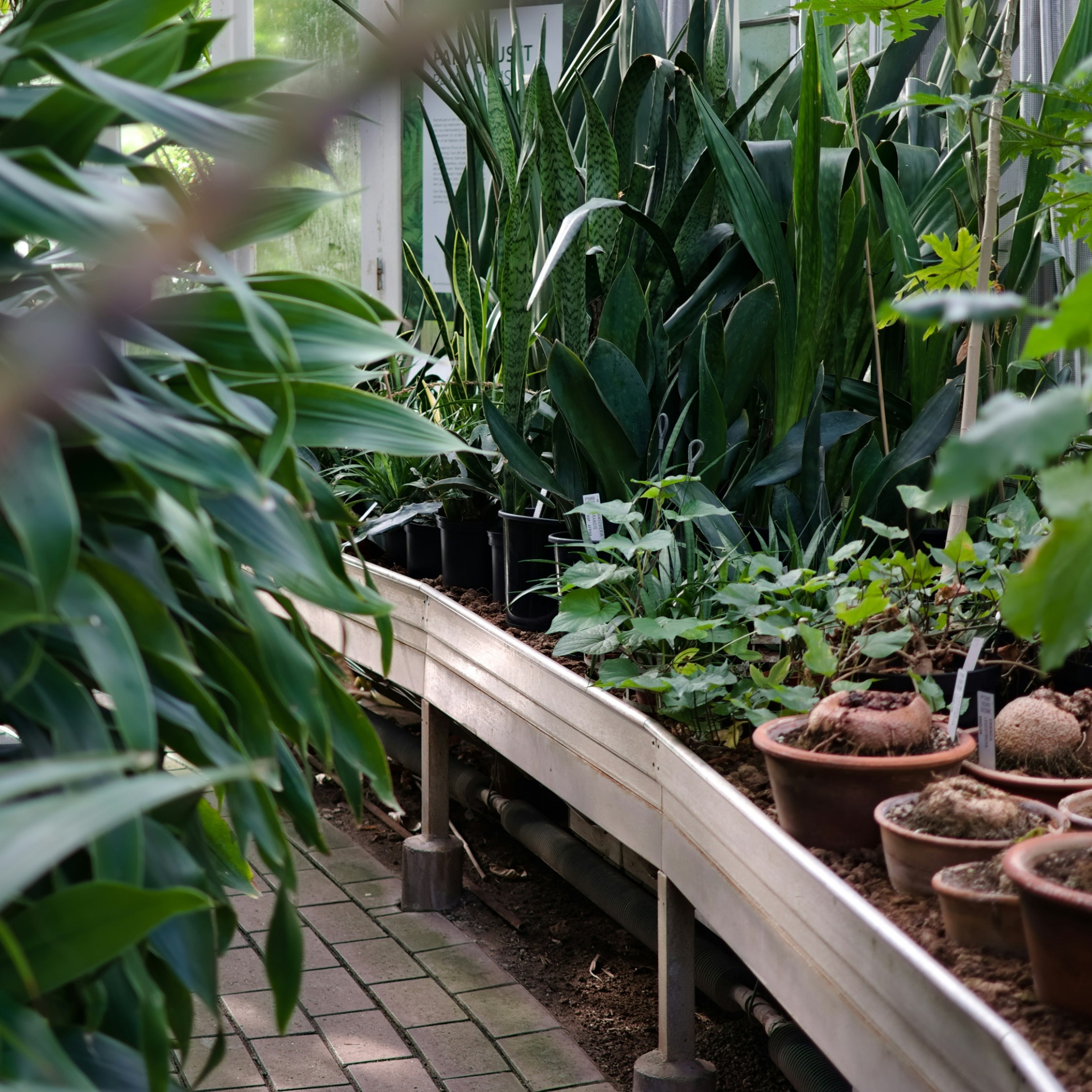 Las plantas tienen sentidos y así se comunican contigo