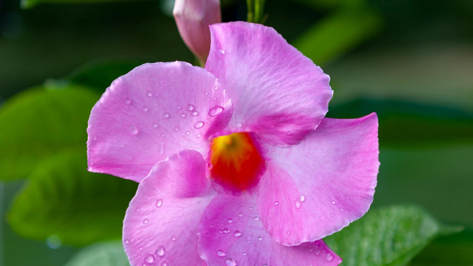 Flor de mandevilla.