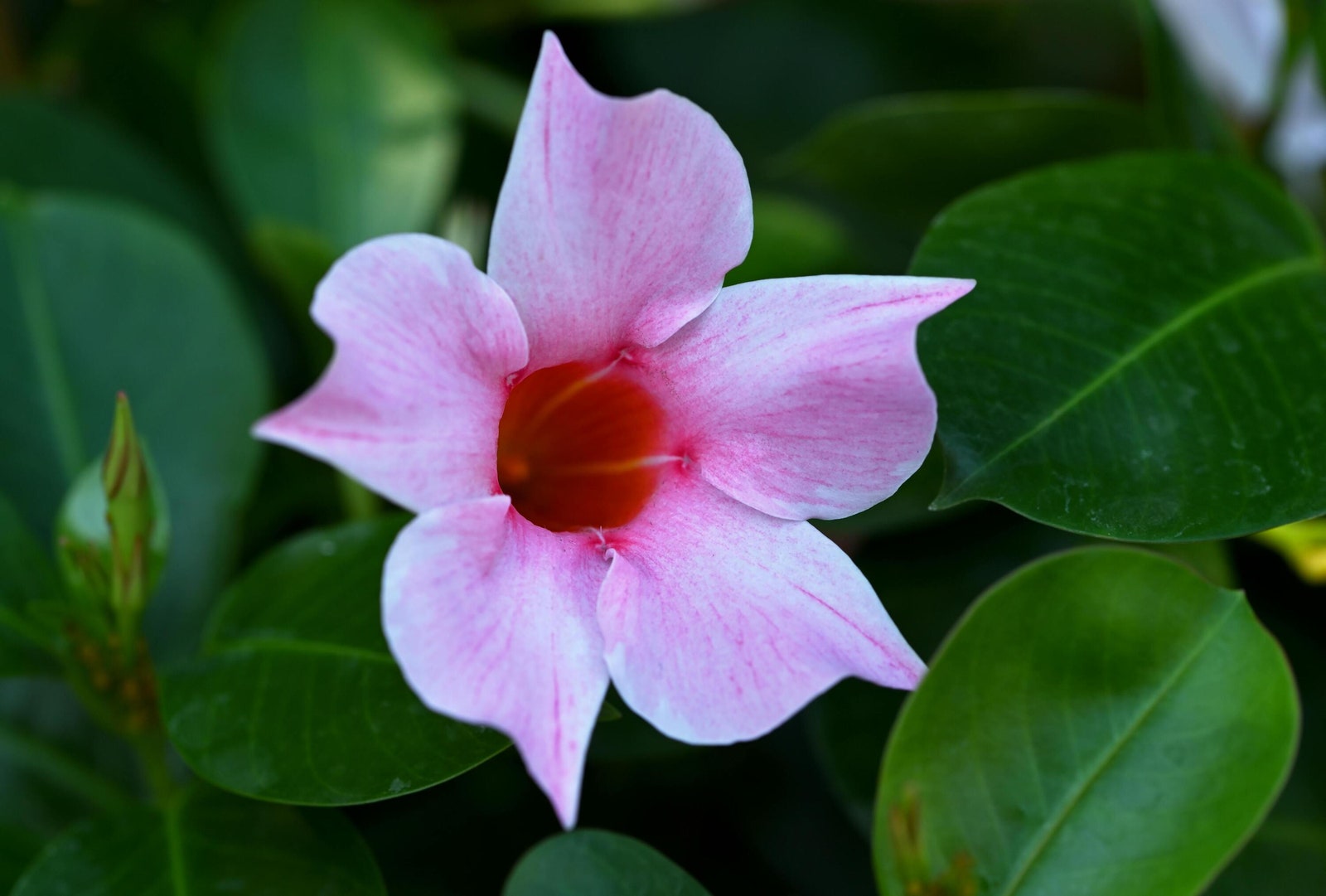 Flor rosa de mandevilla.