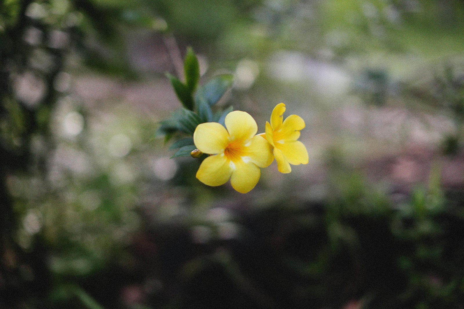 Flor amarilla de mandevilla.