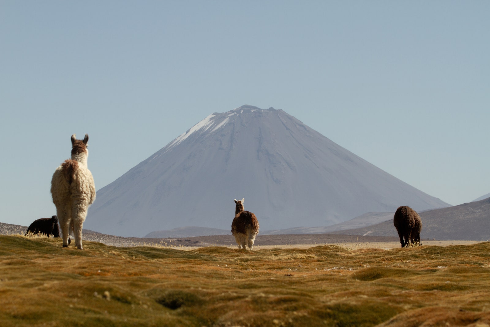 vista de llamas en el valle