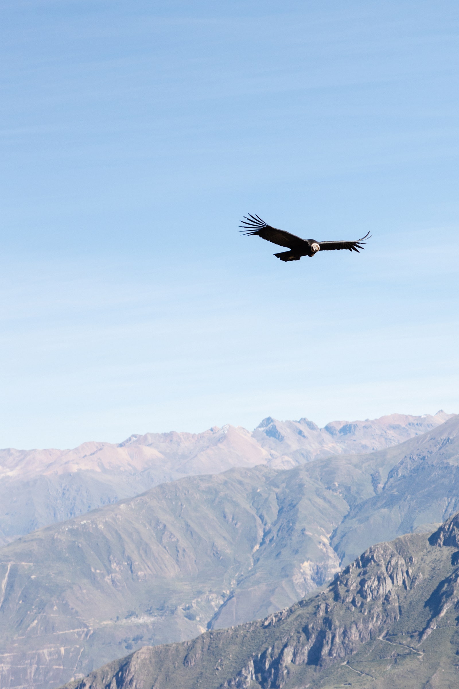 condor en el aire