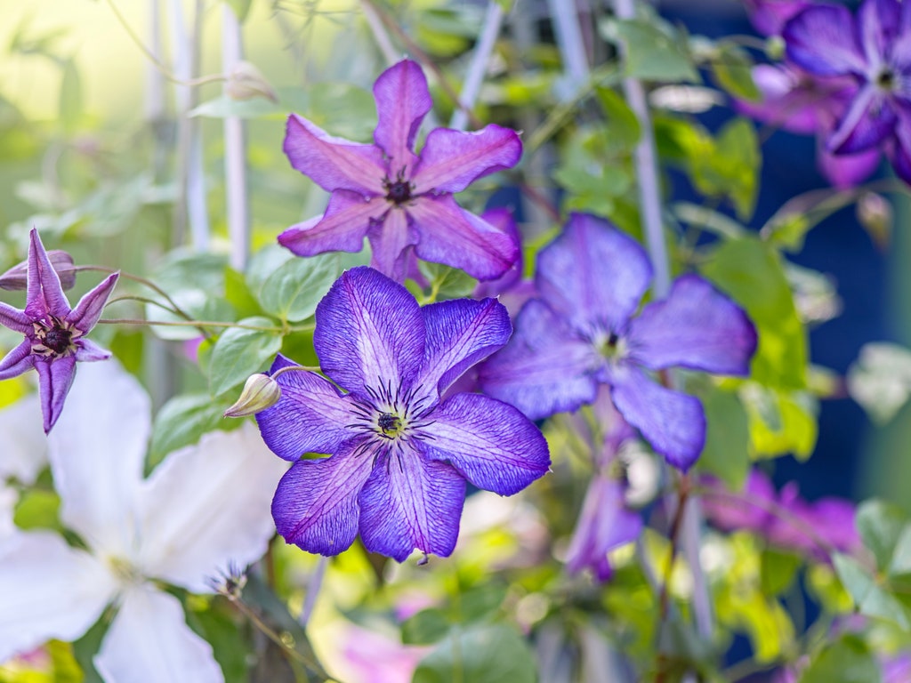 Quelles fleurs violettes planter pour égayer l'automne ?